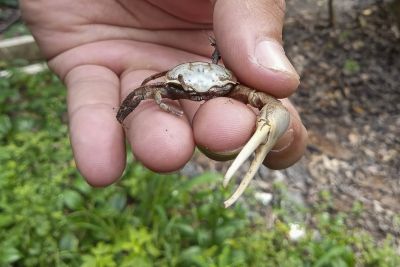 notícia: No período de defeso, Semas apreende 400 caranguejos-uçá na região do Salgado