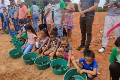 notícia: Quase 5 mil quelônios ganham a liberdade na APA Lago de Tucuruí