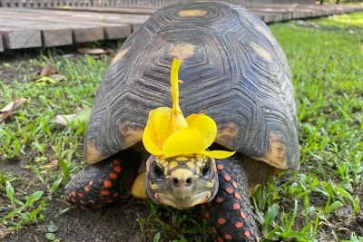 notícia: ‘Jabuticaba’ passa por tratamento e volta a integrar o Parque Mangal das Garças 