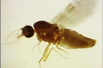 notícia: Pará inicia vigilância epidemiológica para prevenir a Febre de Oropouche