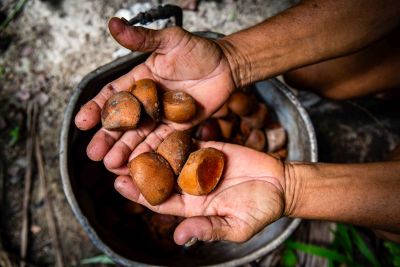 notícia: Estado investe na produção rural e no turismo nas ilhas do Combu e de Cotijuba
