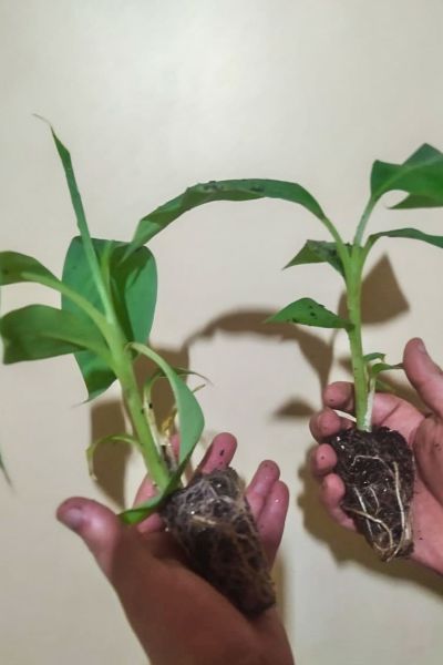 Crédito: Divulgação