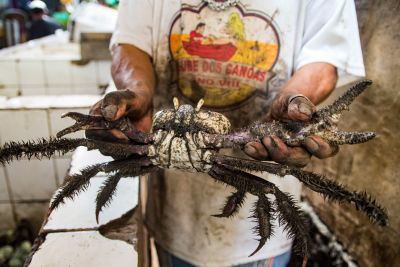 notícia: Chega ao fim o terceiro e último período do defeso do caranguejo-uçá