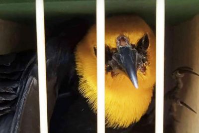 notícia: Casal é autuado pela Semas por comércio ilegal de animais silvestres em Belém