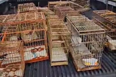 notícia: Polícia Civil apreende tartarugas e pássaros silvestres, em Santo Antônio do Tauá