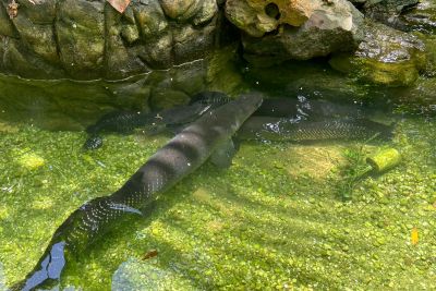 notícia: Polícia resgata animais silvestres mantidos como atração em São Caetano de Odivelas