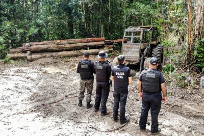 notícia: Operação descobre desmatamento ilegal e fecha madeireira no Pará