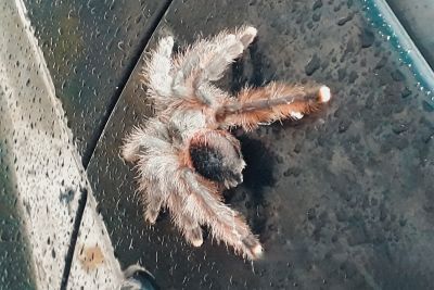 notícia: Semas e PF autuam homem por comércio ilegal de animais silvestres em Belém