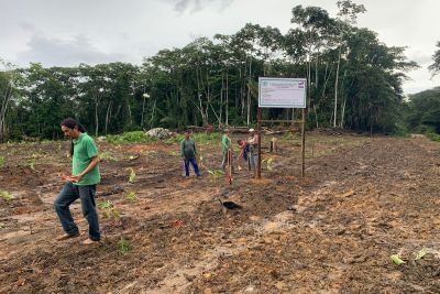 notícia: Emater implanta Unidade Demonstrativa de banana em assentamento em Monte Alegre