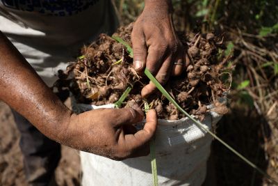 notícia: Pará celebra Dia Mundial da Biodiversidade com avanços na Bioeconomia