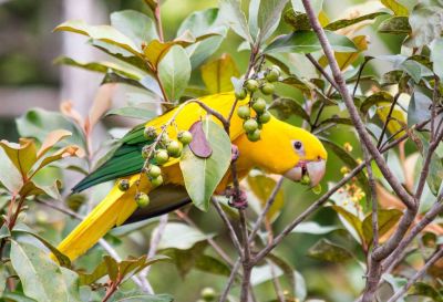 notícia: Estado celebra ‘Dia Internacional da Biodiversidade’ com avanços na conservação ambiental no Pará