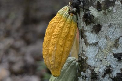 notícia:  Sedap vai apresentar investimentos do Funcacau para prevenção da monilíase 