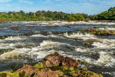 notícia: Estado celebra o Dia Mundial do Meio Ambiente com avanços em biodiversidade e desenvolvimento sustentável