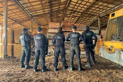 notícia: Polícia Civil prende madeireiro em flagrante por tráfico de madeira ilegal em Breves