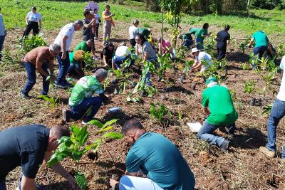 notícia: Refúgio de Vida Silvestre Metrópole da Amazônia recebe plantio de mil mudas