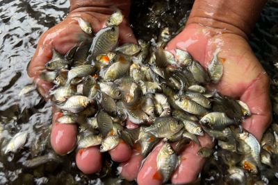 notícia: Sedap entrega kits para análise de água a piscicultores de 25 municípios paraenses