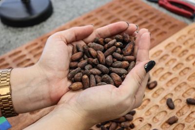 notícia: PCT Guamá apresenta projetos do Cvacba no Festival Chocolat Xingu em Altamira