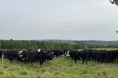 notícia: Adepará conhece sistema internacional pioneiro de Rastreabilidade de Bovinos e Bubalinos