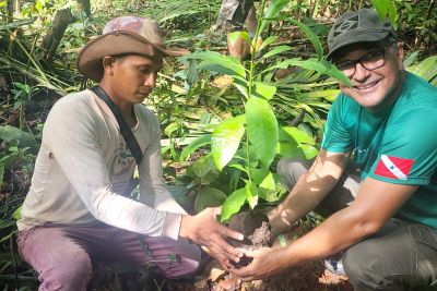 notícia: ’Trote Ecológico’ marca cadastro de novos extrativistas para coleta da castanha-do-pará na Flota Trombetas