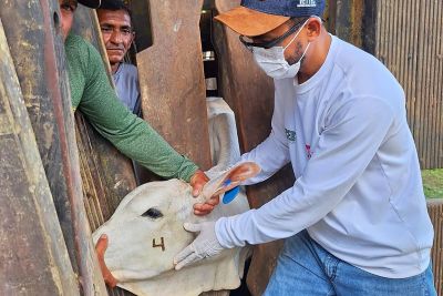 notícia: Adepará prorroga até 31 de julho a 1ª etapa de vacinação contra Brucelose