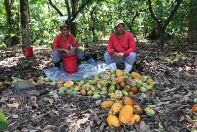notícia: Adepará define ações estratégicas para prevenir a monilíase no território paraense