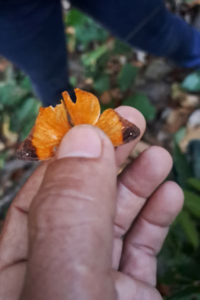 Crédito: GRA/IDEFLOR-Bio/Divulgação