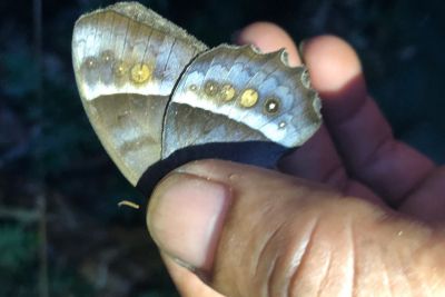 notícia: Ideflor-Bio monitora biodiversidade no Parque Estadual da Serra dos Martírios