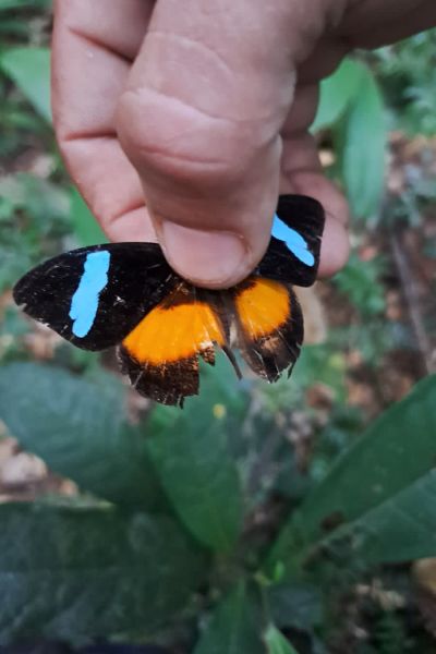 Crédito: GRA/IDEFLOR-Bio/Divulgação