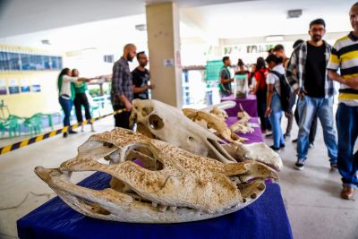 notícia: Uepa participa de programação da Sociedade Brasileira para o Progresso da Ciência (SBPC)