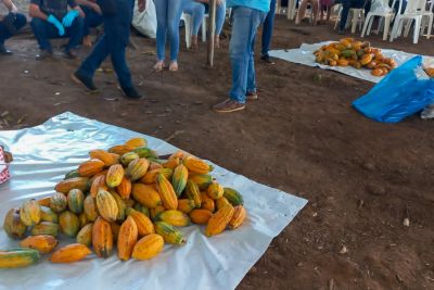 notícia: Com o apoio da Emater, festa de cacau e chocolate movimenta Medicilândia
