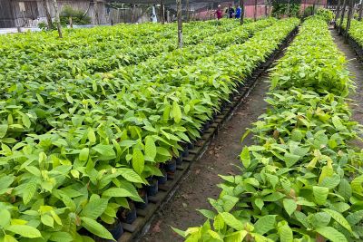 notícia: Semas e Fasepa desenvolvem projeto para a implantação de viveiros de mudas em unidades de atendimento socioeducativo