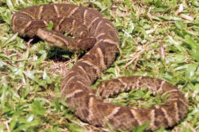 notícia: Sespa alerta sobre prevenção e cuidados nos acidentes com animais peçonhentos