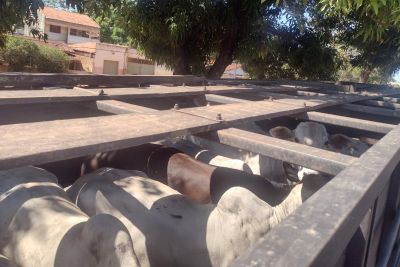 notícia: Operação conjunta da Sefa e PRF apreende 80 cabeças de gado em Dom Eliseu  