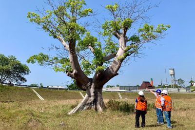 notícia: BRT Metropolitano terá árvores das espécies Ipê Amarelo e Pingo de Ouro