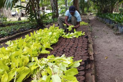 notícia: Custodiados da Seap contribuem na arborização e paisagismo das vias públicas de Belém