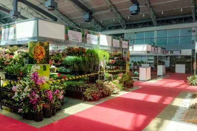 notícia: Expositores finalizam preparativos do Festival Internacional Chocolat Amazônia e Flor Pará