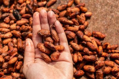 notícia: Cacau do Pará e outros produtos de origem vão ao Chocolat Portugal e Salão de Paris