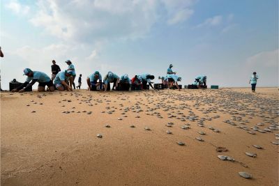 notícia: Soltura de 50 mil quelônios no Rio Xingu reforça preservação na Amazônia