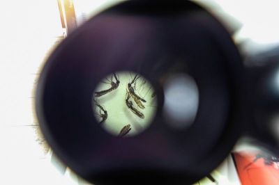 notícia: Sespa realiza Semana de Combate às Arboviroses no Pará