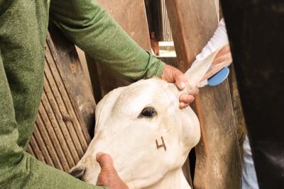 notícia: Adepará alerta produtores sobre prazo final da vacinação contra Brucelose no dia 31