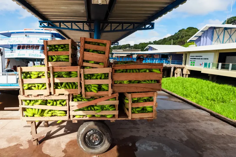  <div class='credito_fotos'>Foto: Bruno Cruz / Ag. Pará &nbsp;&nbsp;|&nbsp;&nbsp; <a href='/midias/2025/originais/20250125094058-GF00022796-F00371858.jpg' download><i class='fa-solid fa-download'></i> Download</a></div>