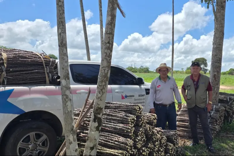 A Sedap fez a entrega esta semana também em Tracuateua