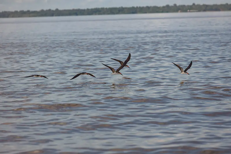  <div class='credito_fotos'>Foto: Pedro Guerreiro / Ag. Pará &nbsp;&nbsp;|&nbsp;&nbsp; <a href='/midias/2025/originais/20250211155219-GF00022967-F00377161.jpg' download><i class='fa-solid fa-download'></i> Download</a></div>