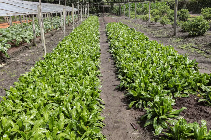  <div class='credito_fotos'>Foto: Alex Ribeiro / Ag. Pará &nbsp;&nbsp;|&nbsp;&nbsp; <a href='/midias/2025/originais/20250221113605-GF00023049-F00379522.jpg' download><i class='fa-solid fa-download'></i> Download</a></div>