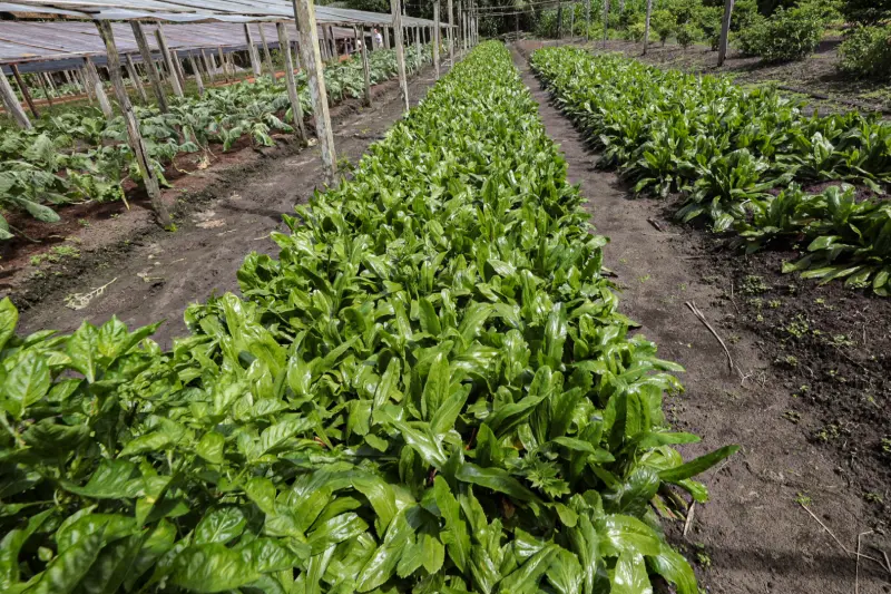  <div class='credito_fotos'>Foto: Alex Ribeiro / Ag. Pará &nbsp;&nbsp;|&nbsp;&nbsp; <a href='/midias/2025/originais/20250221113609-GF00023049-F00379526.jpg' download><i class='fa-solid fa-download'></i> Download</a></div>