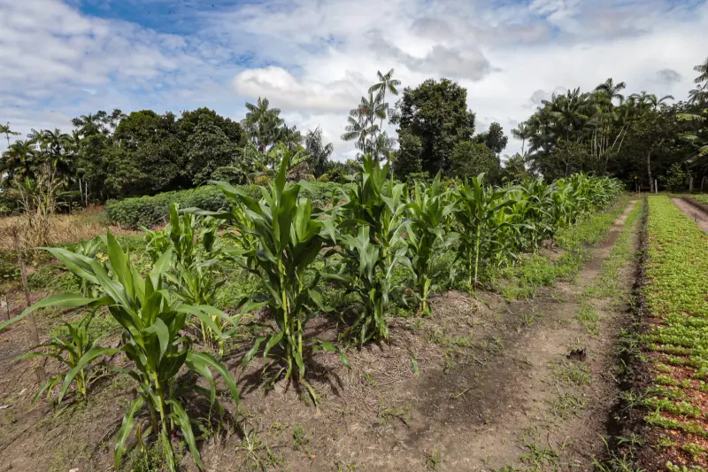  <div class='credito_fotos'>Foto: Alex Ribeiro / Ag. Pará &nbsp;&nbsp;|&nbsp;&nbsp; <a href='/midias/2025/originais/20250221113614-GF00023049-F00379530.jpg' download><i class='fa-solid fa-download'></i> Download</a></div>