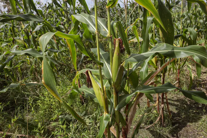  <div class='credito_fotos'>Foto: Alex Ribeiro / Ag. Pará &nbsp;&nbsp;|&nbsp;&nbsp; <a href='/midias/2025/originais/20250221113616-GF00023049-F00379532.jpg' download><i class='fa-solid fa-download'></i> Download</a></div>