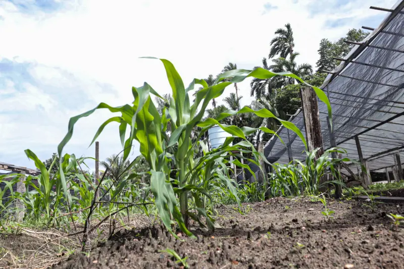  <div class='credito_fotos'>Foto: Alex Ribeiro / Ag. Pará &nbsp;&nbsp;|&nbsp;&nbsp; <a href='/midias/2025/originais/20250221113618-GF00023049-F00379534.jpg' download><i class='fa-solid fa-download'></i> Download</a></div>