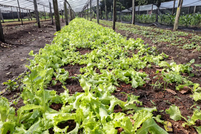  <div class='credito_fotos'>Foto: Alex Ribeiro / Ag. Pará &nbsp;&nbsp;|&nbsp;&nbsp; <a href='/midias/2025/originais/20250221113619-GF00023049-F00379535.jpg' download><i class='fa-solid fa-download'></i> Download</a></div>