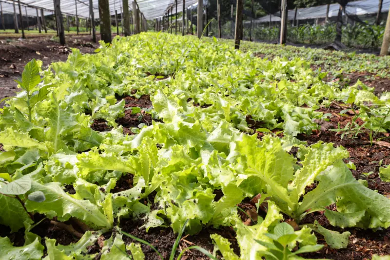  <div class='credito_fotos'>Foto: Alex Ribeiro / Ag. Pará &nbsp;&nbsp;|&nbsp;&nbsp; <a href='/midias/2025/originais/20250221113620-GF00023049-F00379536.jpg' download><i class='fa-solid fa-download'></i> Download</a></div>